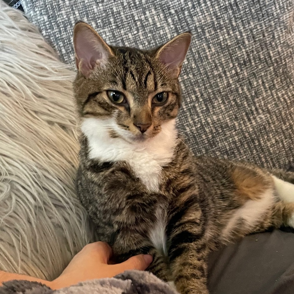 Meet your Posher, Lizzy